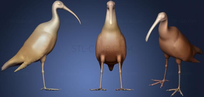 3D model Red Ibis (STL)